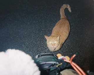 i think this cat was in heat