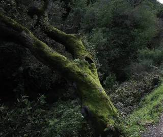 mossy