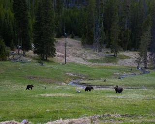grizzly mamma taking a massive shit