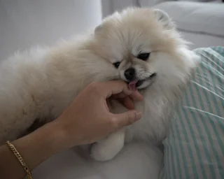 booja