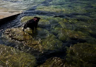 doggo