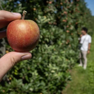 apples