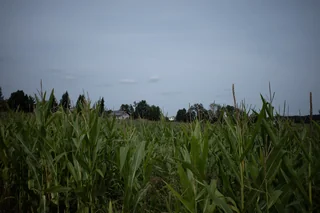 corn