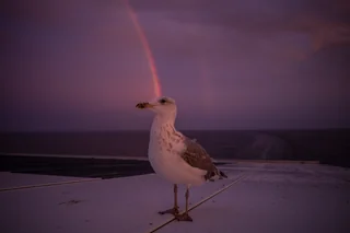 bird