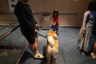 shiba