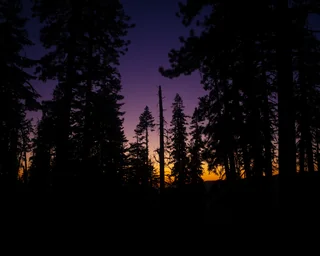 trees