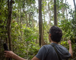 rainforest