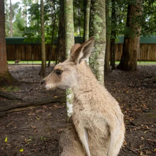 roo