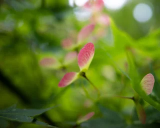 maple
