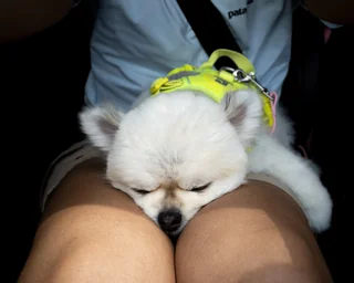 booja