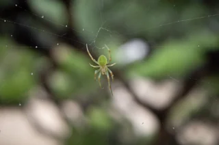 web