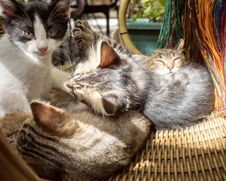 cats