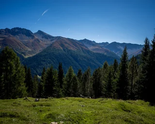 meadow