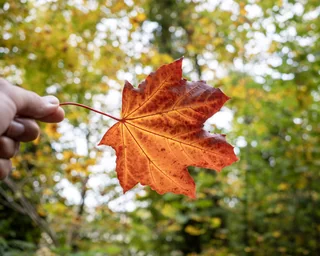 autumn